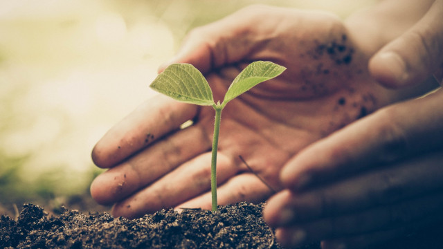 H�nde Erde und eine Pflanze