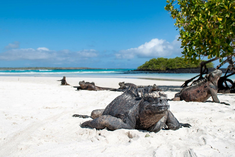 Tortuga Bay Santa Cruz