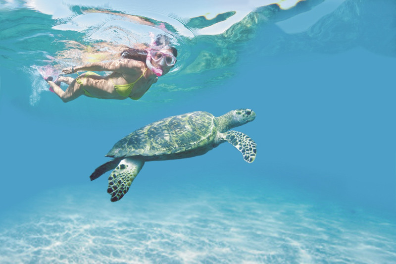 Schnorcheln mit Schildkr�ten