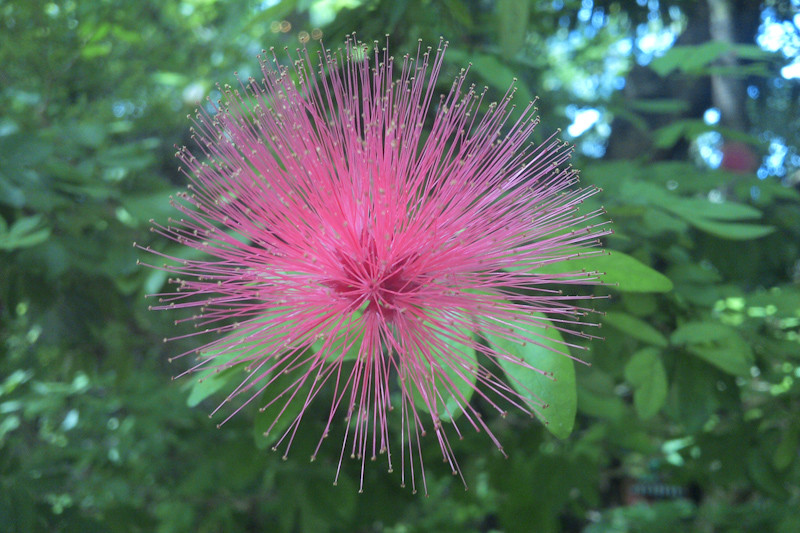 Bl�te des Rasierpinselbaums